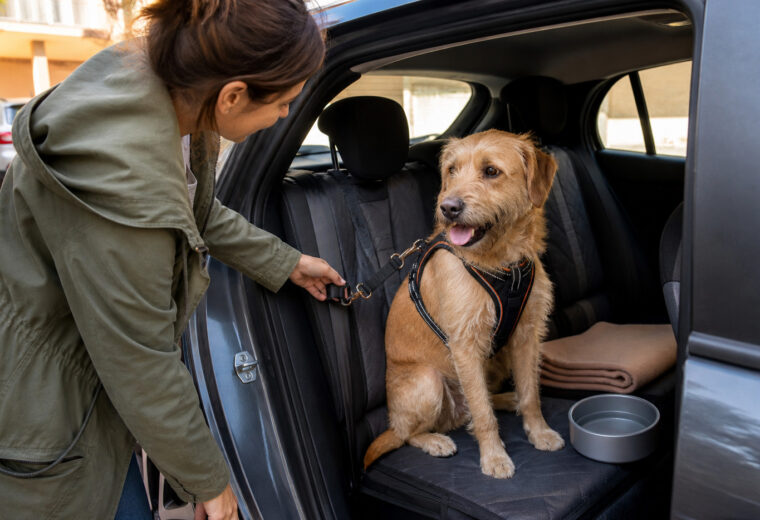 Persona comprobando la sujeción del arnés de un perro en el asiento trasero del coche
